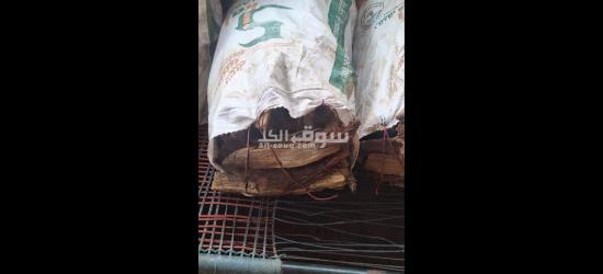 نهر النيل شند - 3